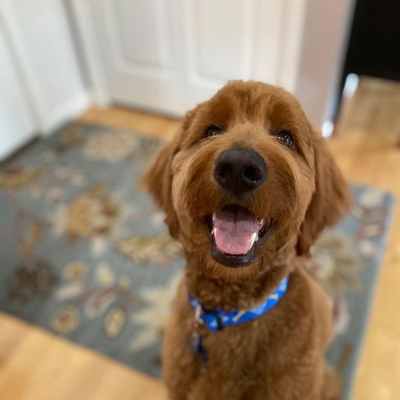 Meet your Posher, Emily - Picture 1 of 1